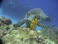 Turtle Feeding